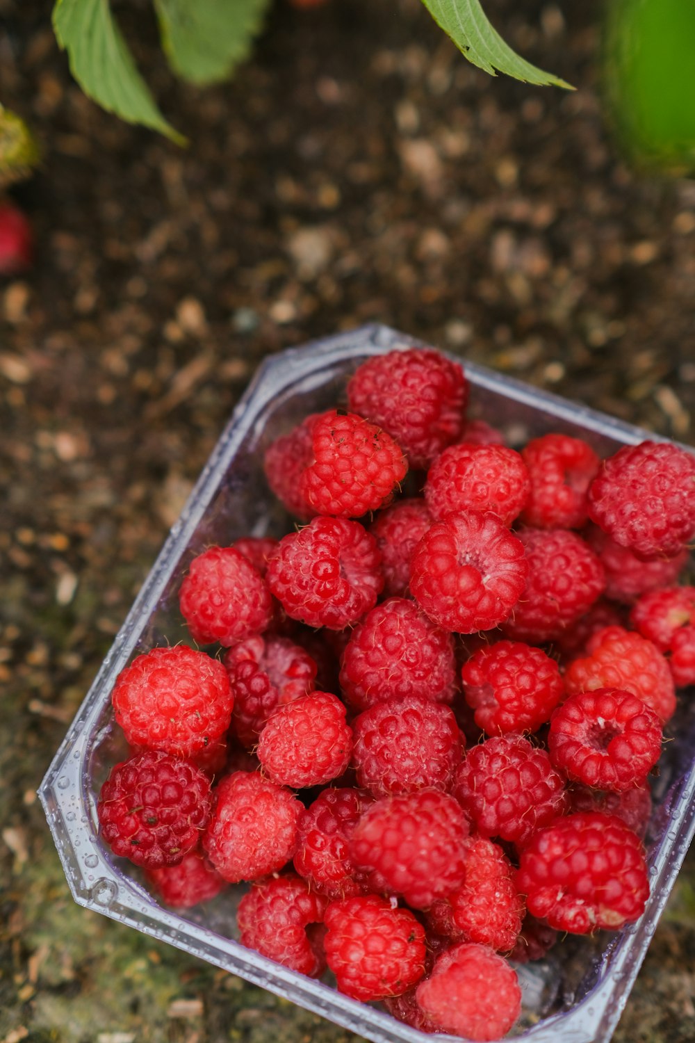 a plastic container filled with raspberries on the ground