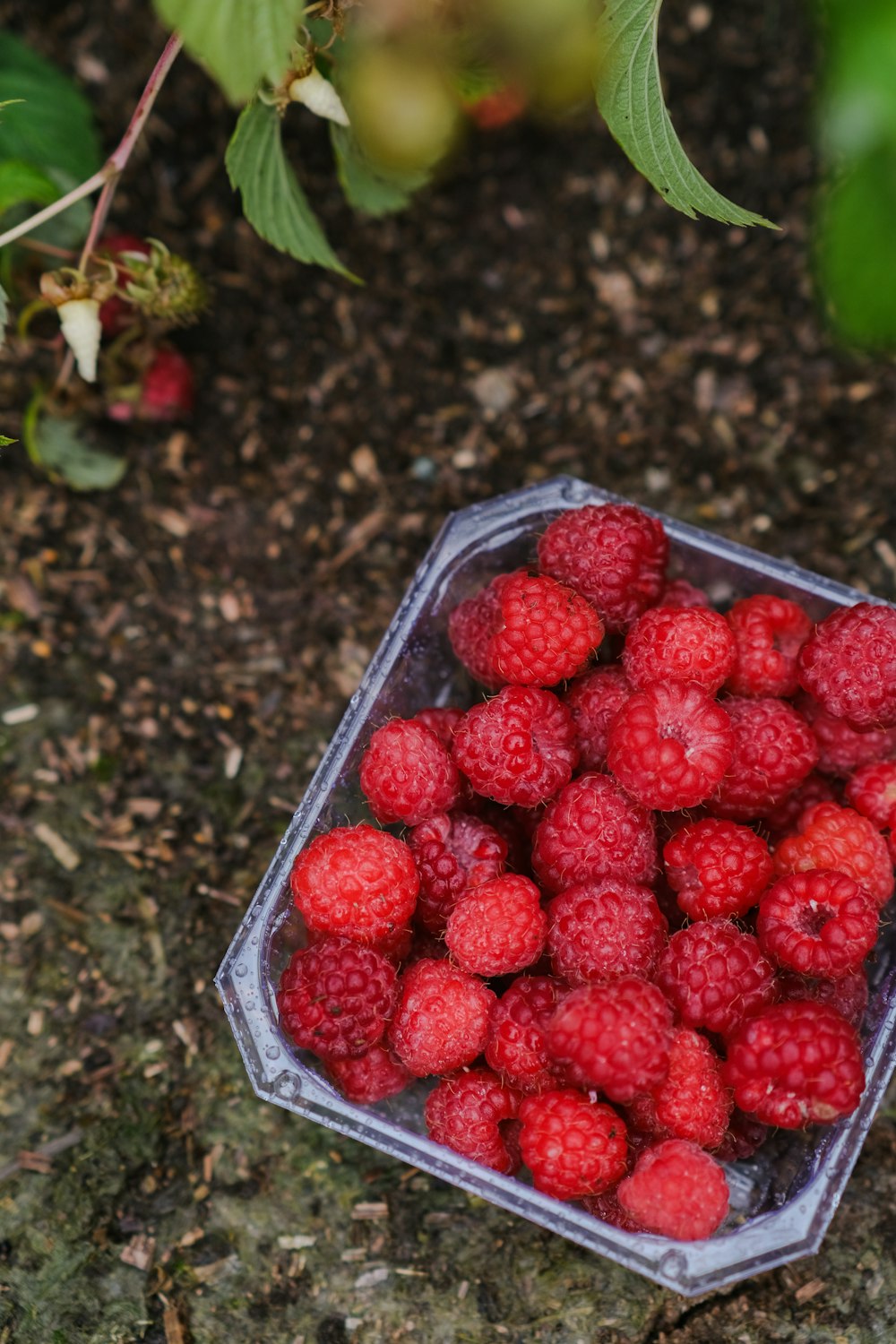 a plastic container filled with raspberries sitting on the ground
