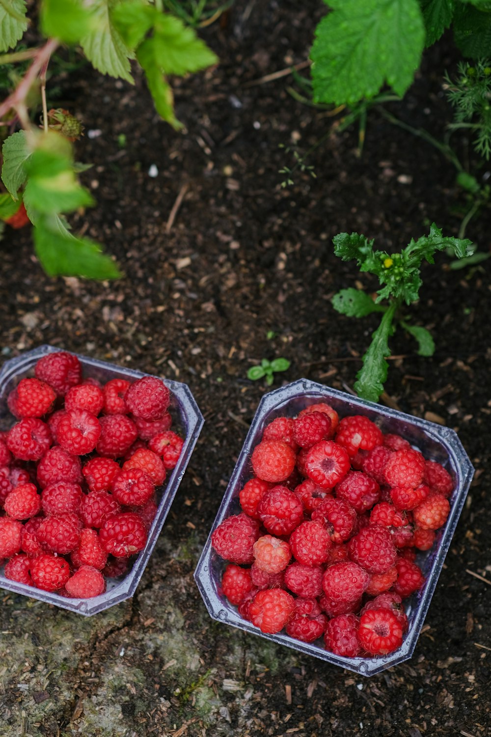 two plastic containers filled with raspberries on the ground