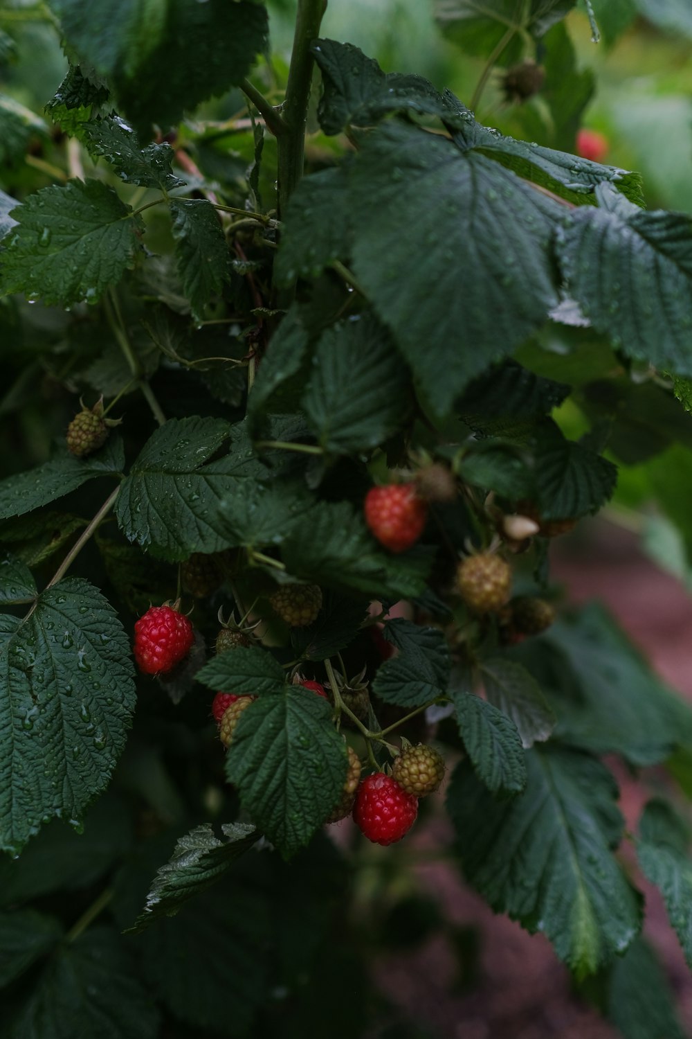 a bush with ripe berries and green leaves