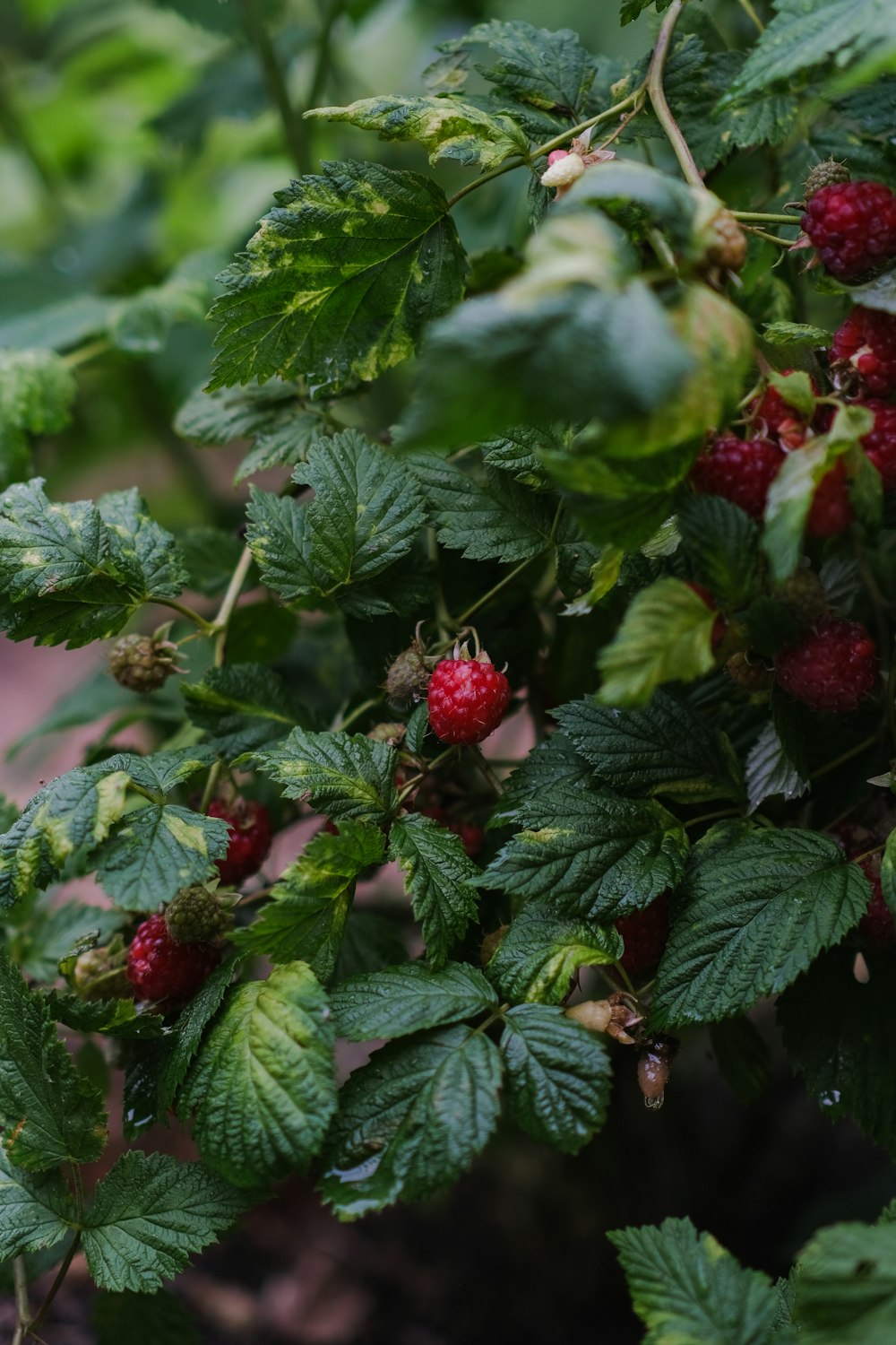 raspberries growing on a bush with green leaves