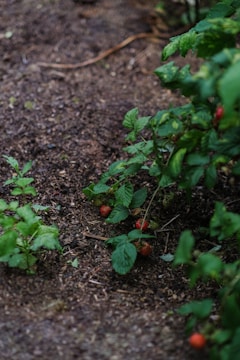 Several small red strawberries are visible among green leaves, growing close to the ground in a garden setting. The soil appears dark and moist, with a natural, earthy texture.
