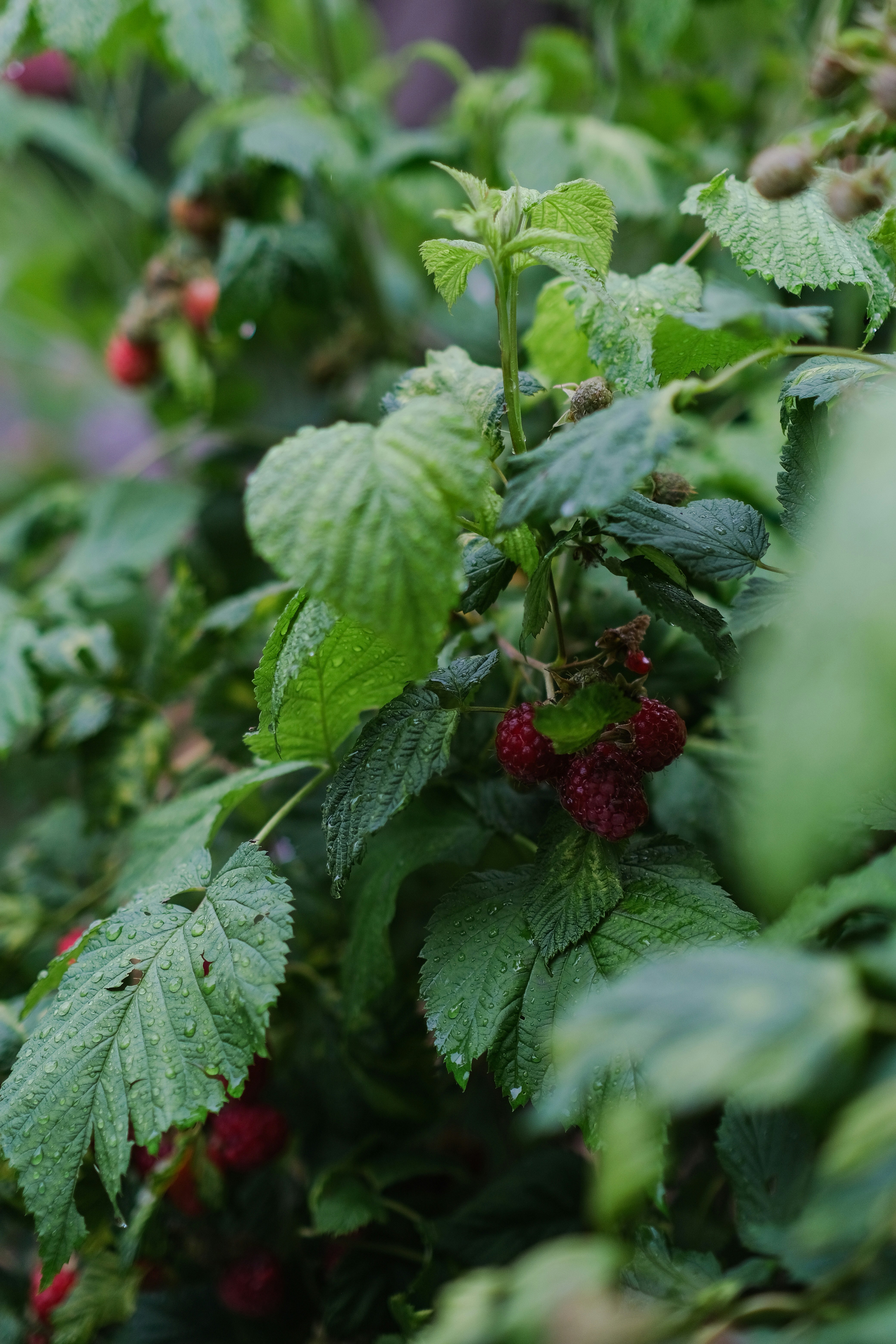 Photo by geertjecaliguire