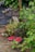 Raspberry bushes with green leaves surround two clear plastic containers filled with freshly picked red raspberries, set on the soil. The setting appears to be part of a garden with foliage and a wooden post.