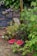 Raspberry bushes with green leaves surround two clear plastic containers filled with freshly picked red raspberries, set on the soil. The setting appears to be part of a garden with foliage and a wooden post.