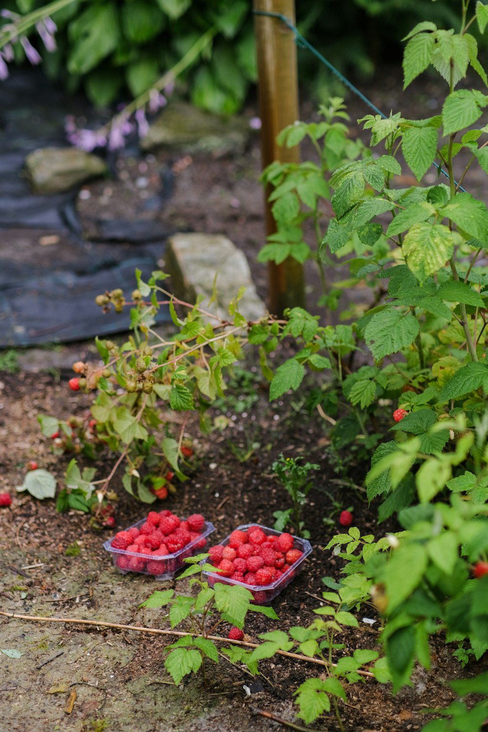a couple of baskets of raspberries in a garden