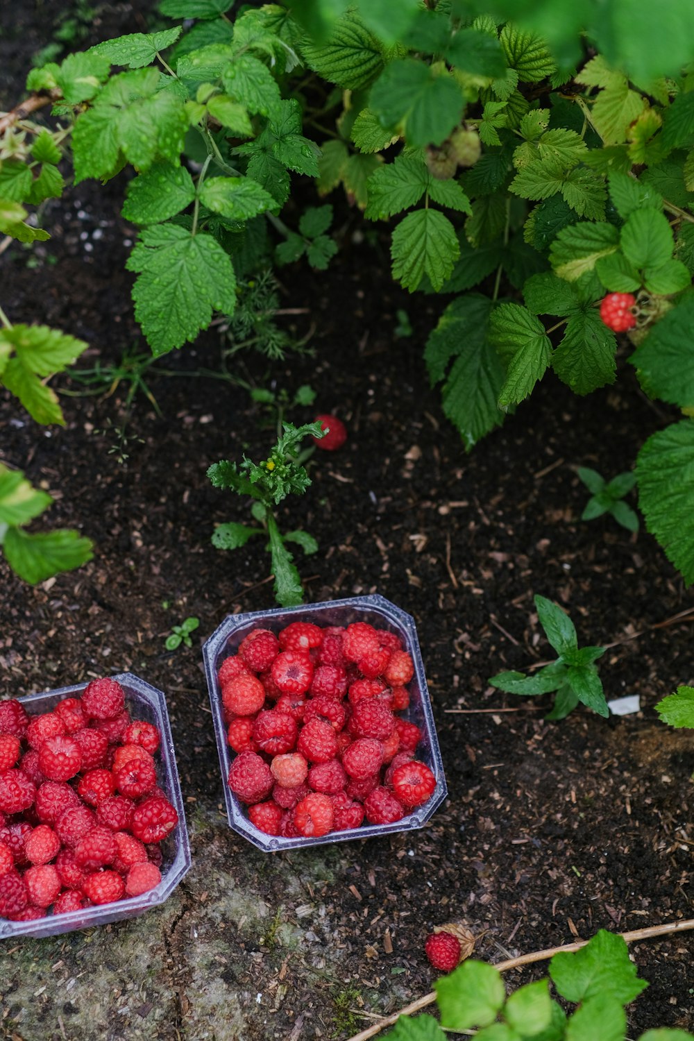 two plastic containers filled with raspberries on the ground