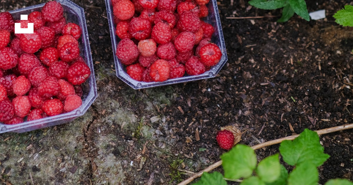 Two plastic containers filled with raspberries on the ground photo ...