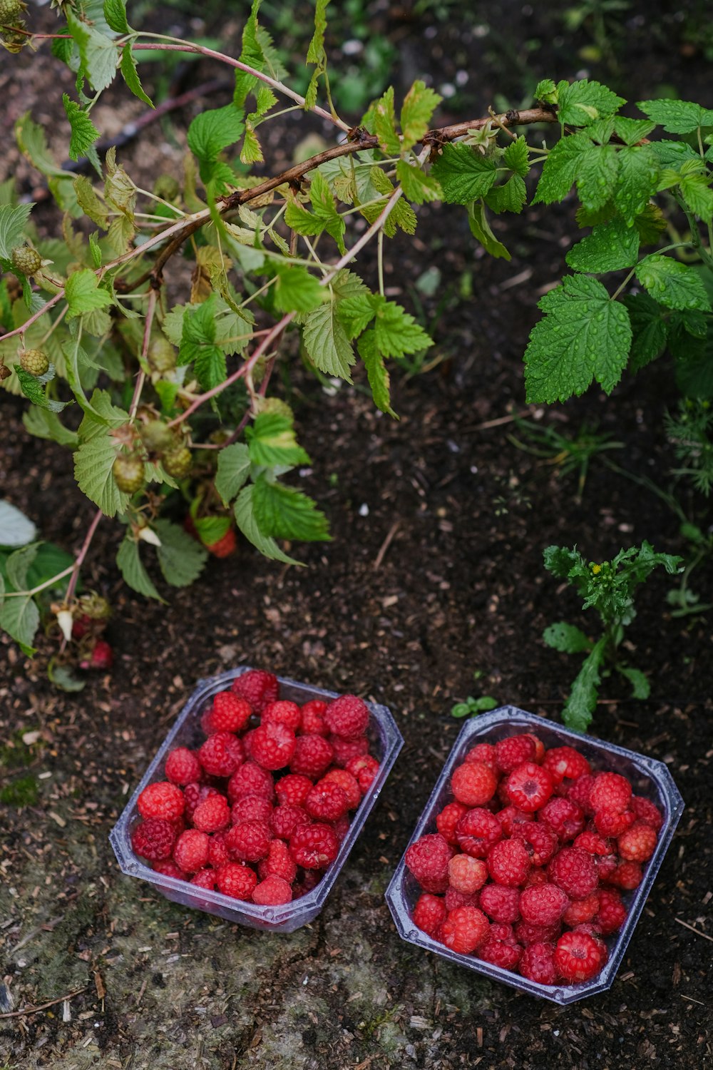 two plastic containers filled with raspberries next to a bush