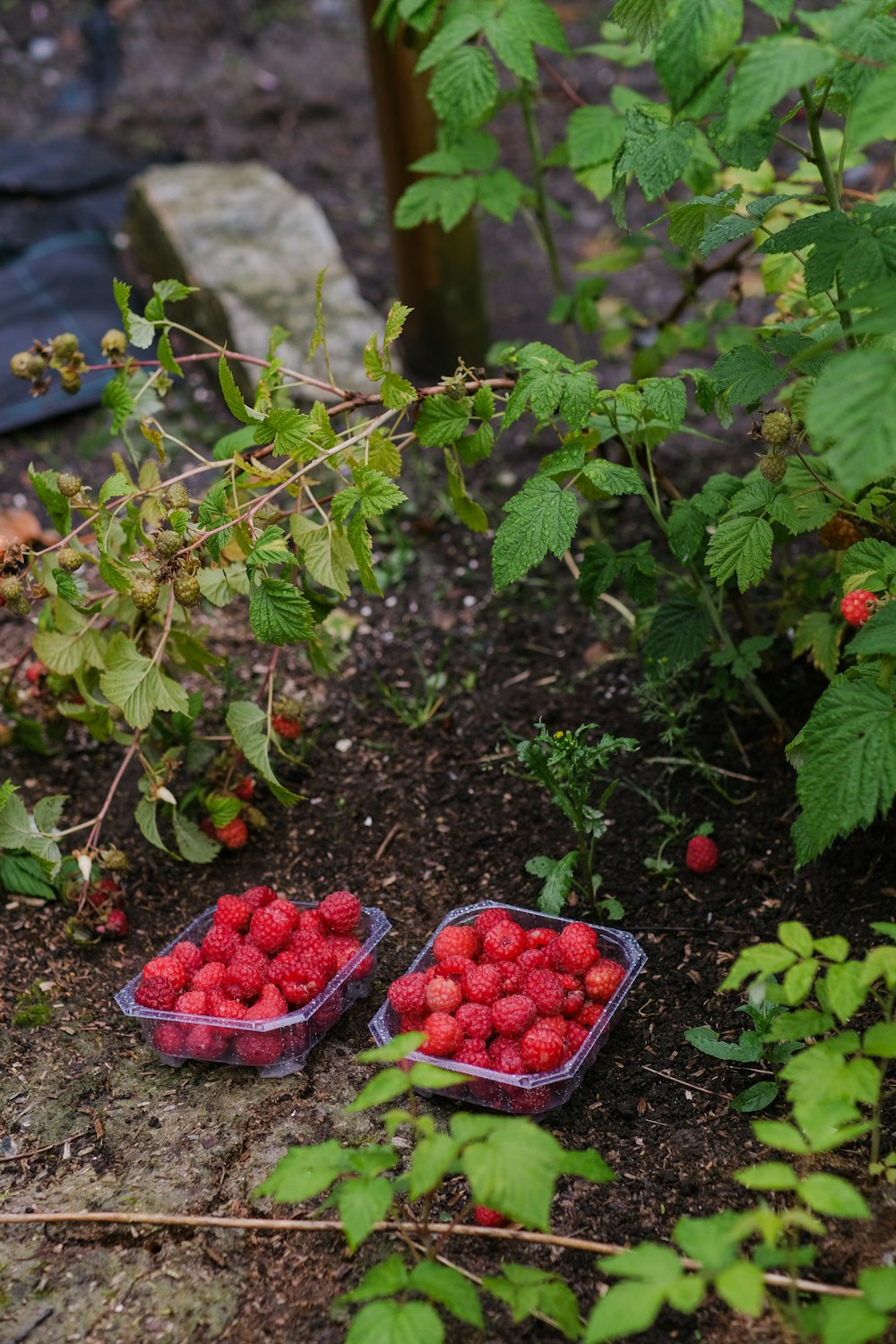 a couple of plastic containers filled with raspberries