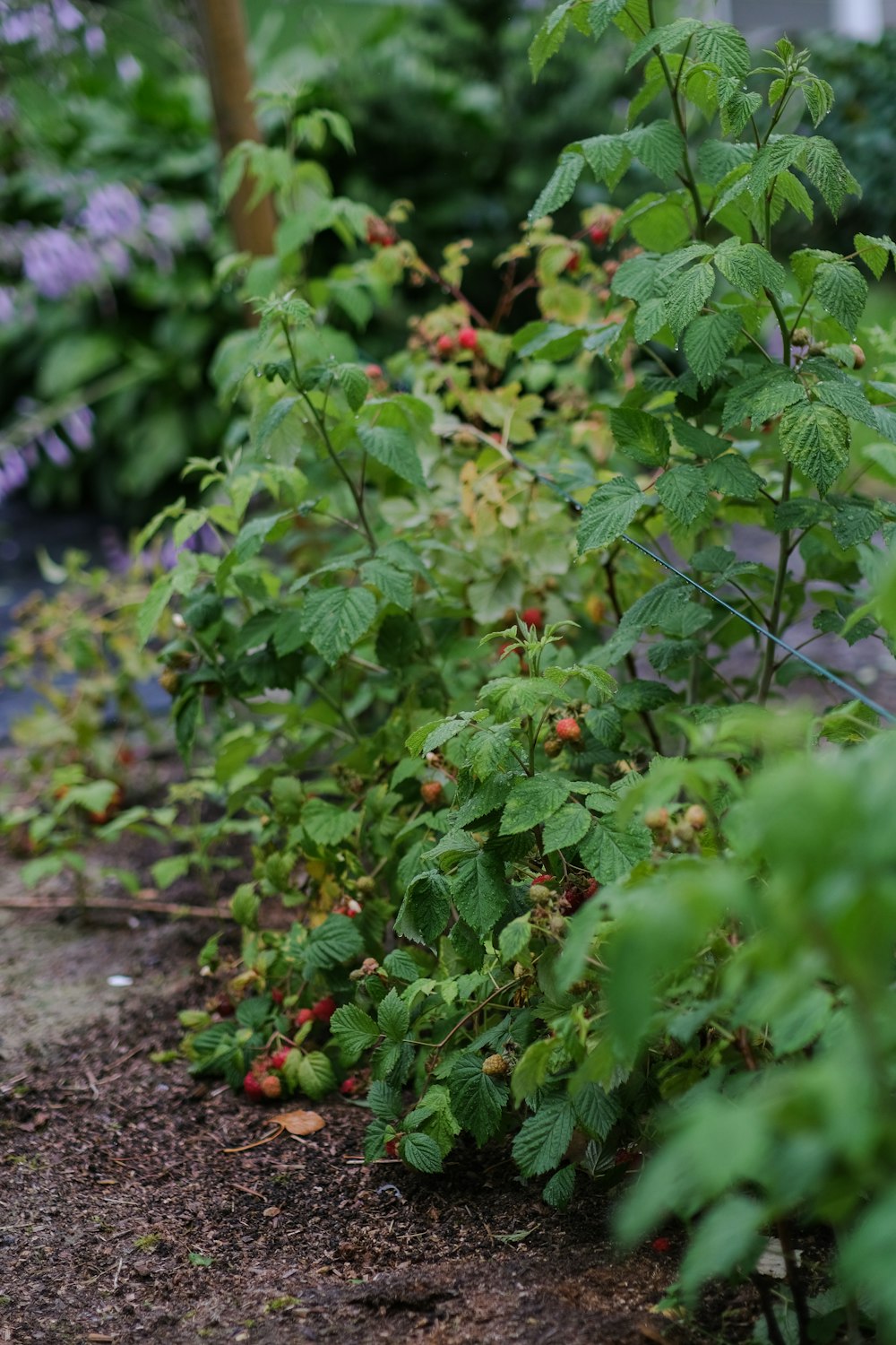 a row of green plants in a garden