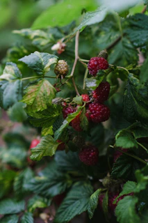 raspberries growing on a bush with green leaves
