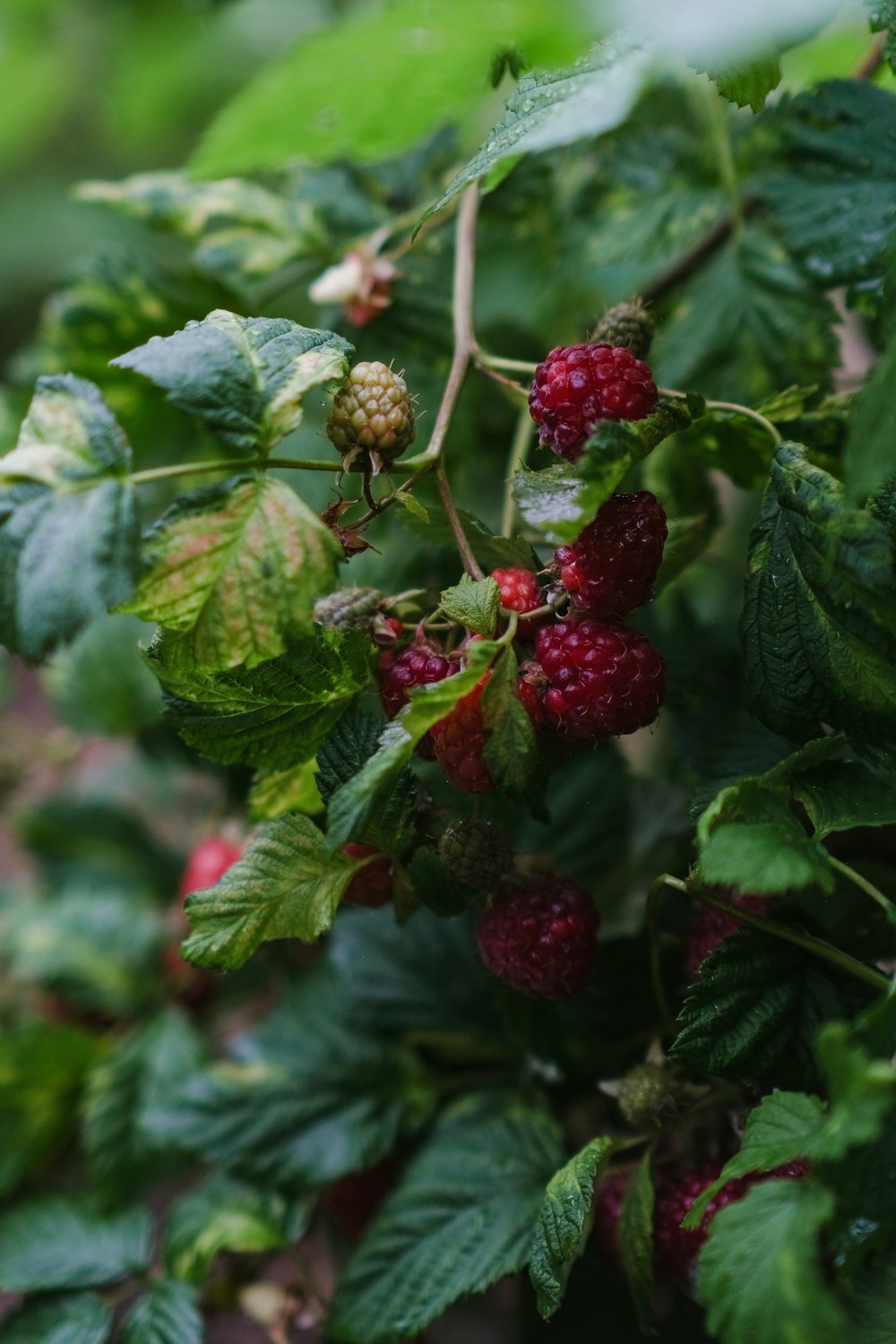 raspberries growing on a bush with green leaves