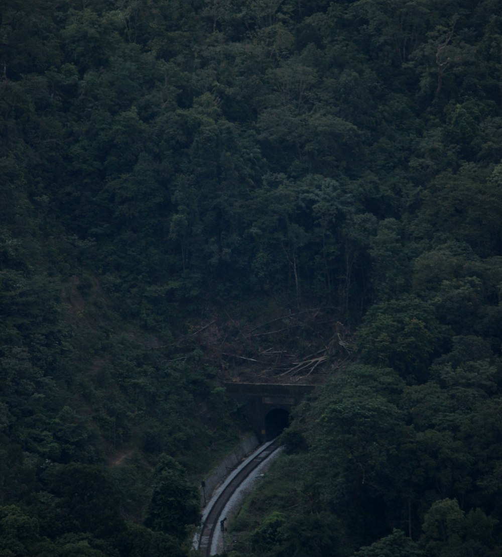 a train traveling through a tunnel in the middle of a forest