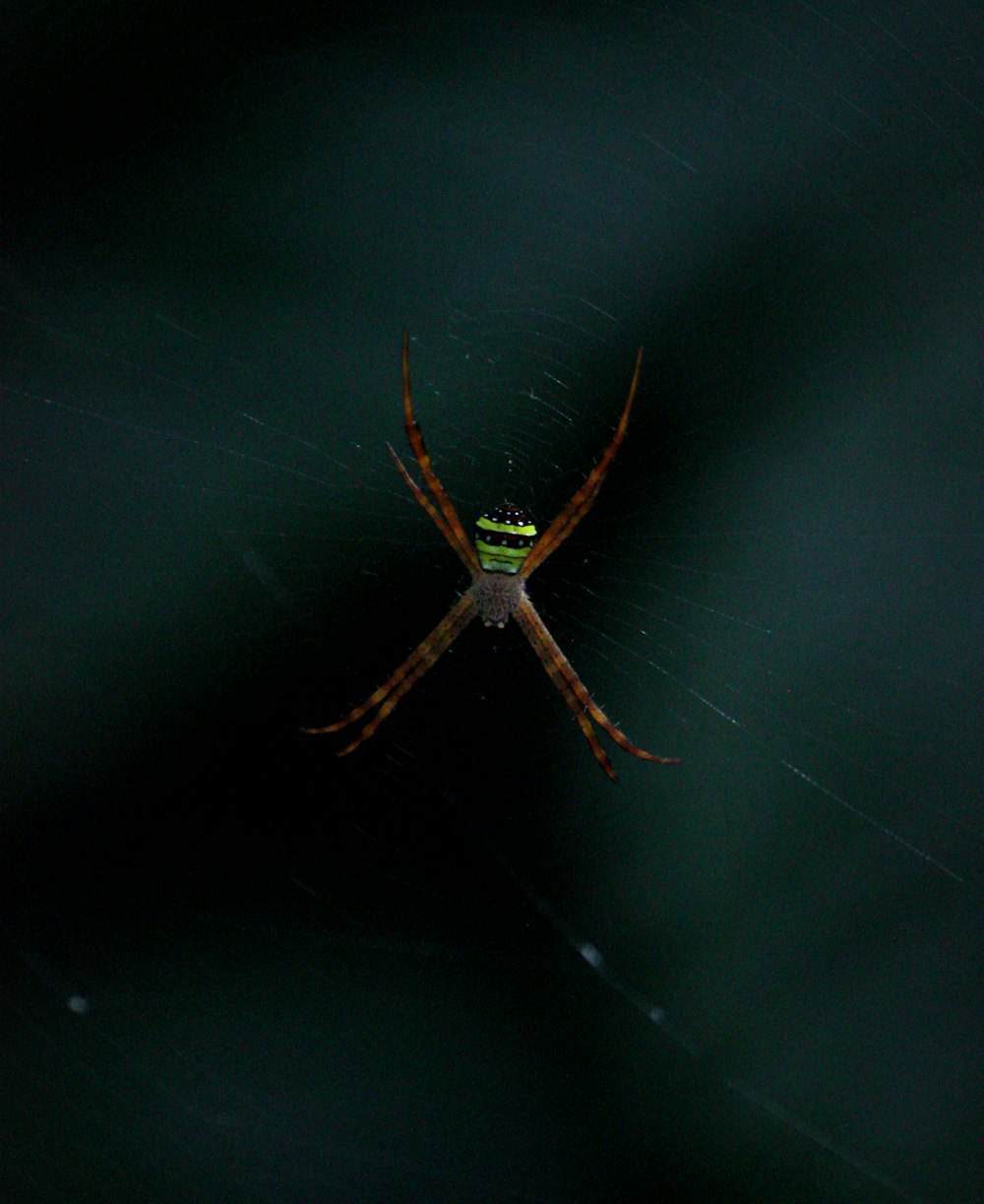 a close up of a spider on its web