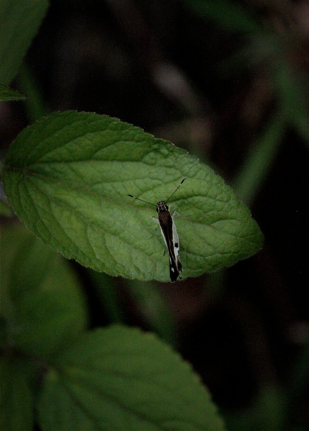 a black and white insect on a green leaf