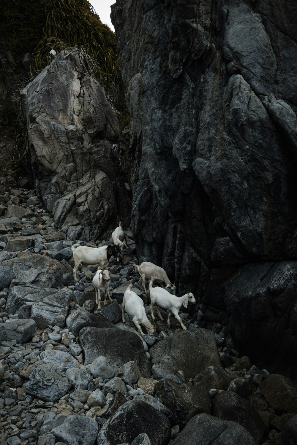 a herd of sheep walking along a rocky beach