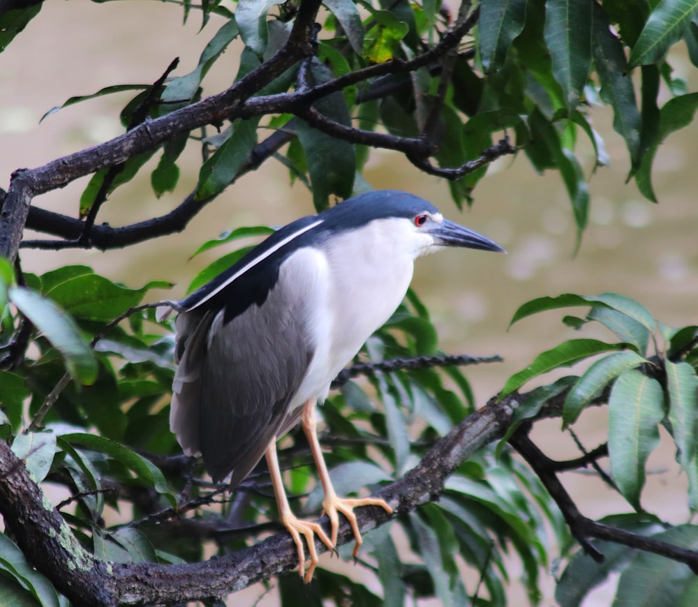 a bird is perched on a tree branch