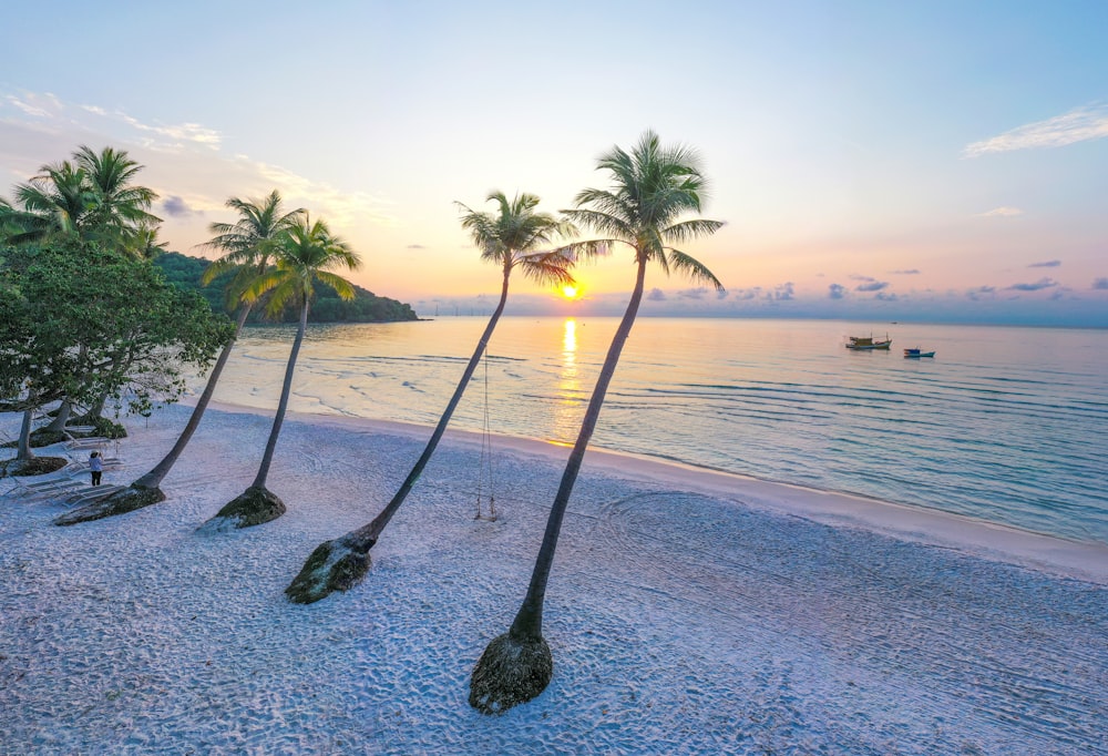 a beach with palm trees and a boat in the water