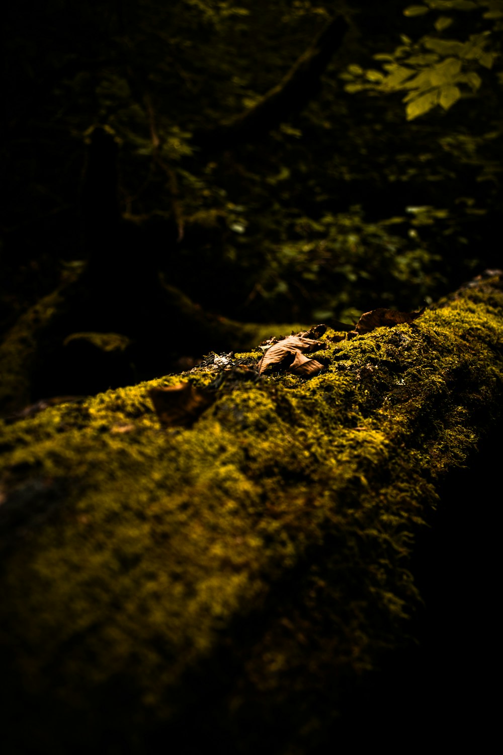 a moss covered rock with a leaf laying on it