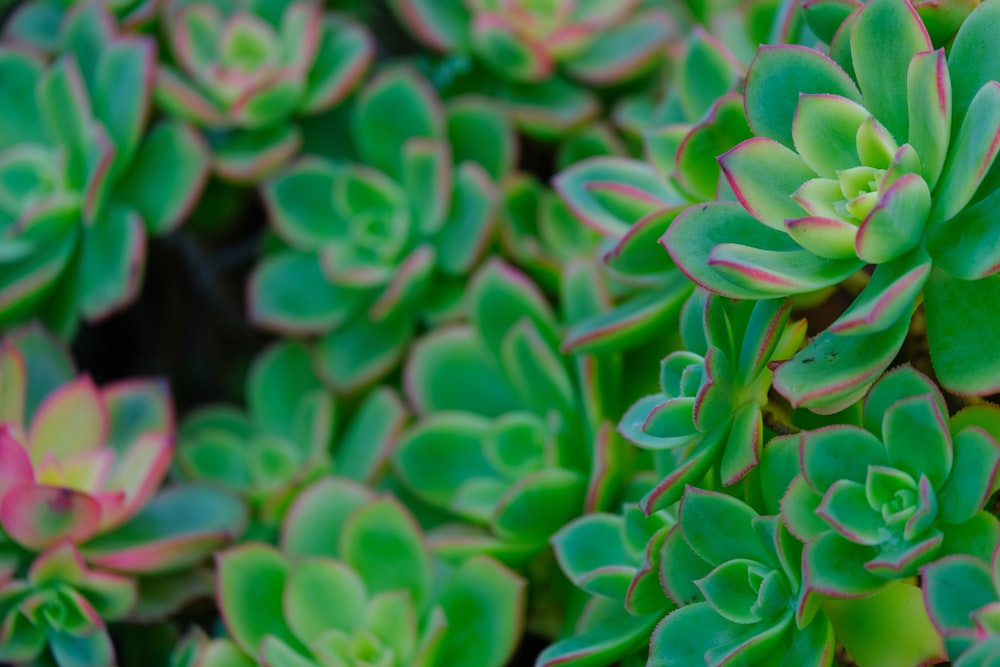 a close up of a bunch of green plants