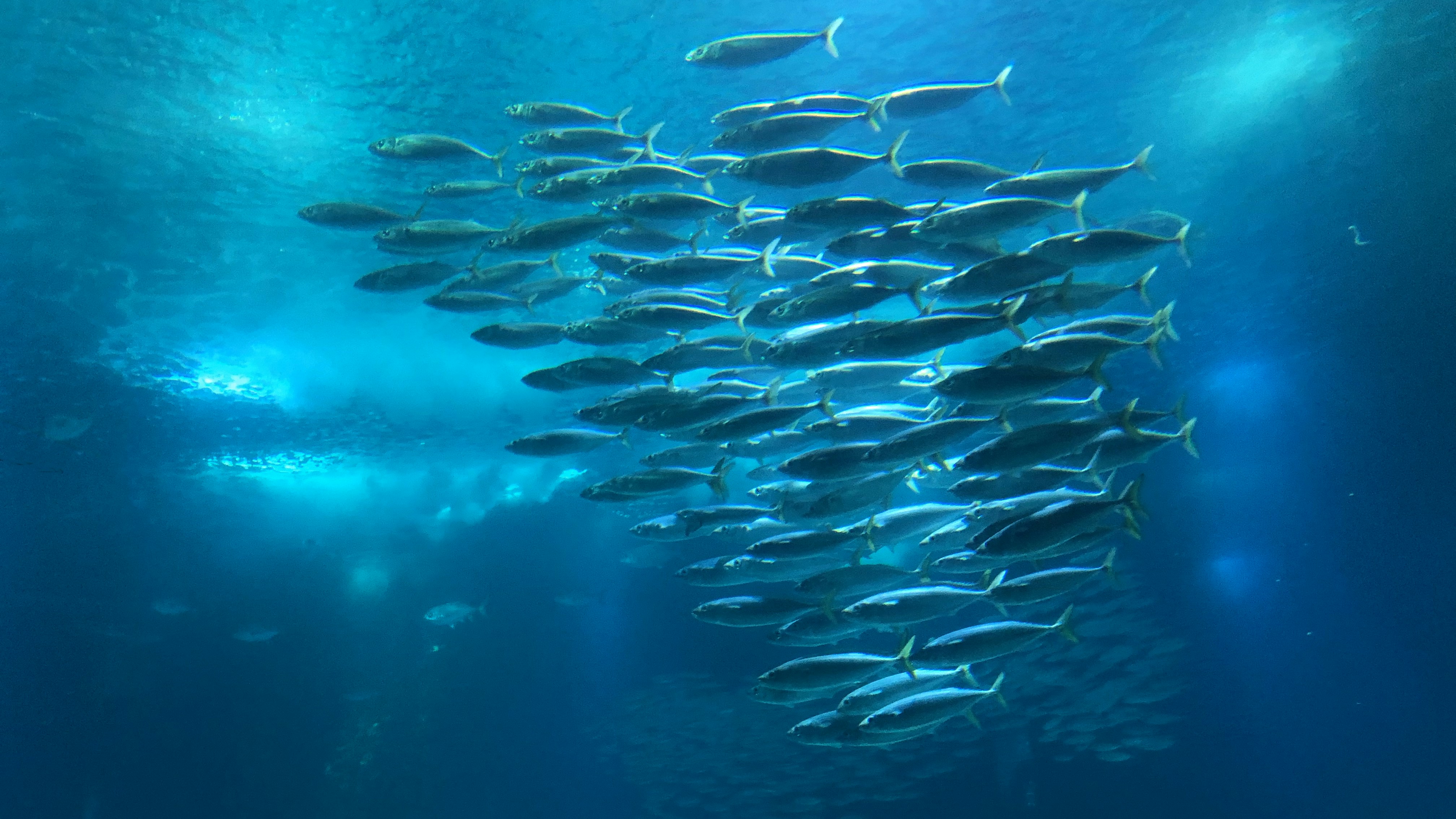 Um grande cardume de peixes nadando no oceano foto – Imagem grátis sobre  Azul na Unsplash, image size:3000x1688