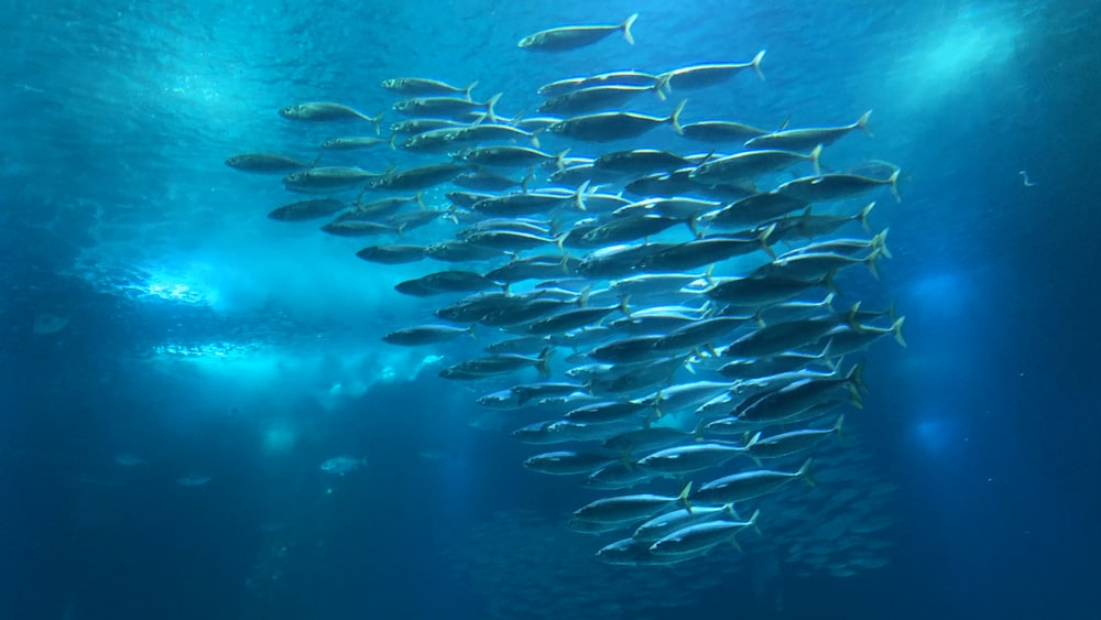 a large school of fish swimming in the ocean