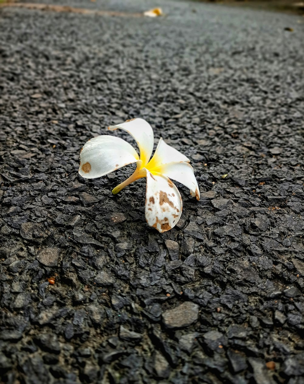 a flower that is laying on the ground