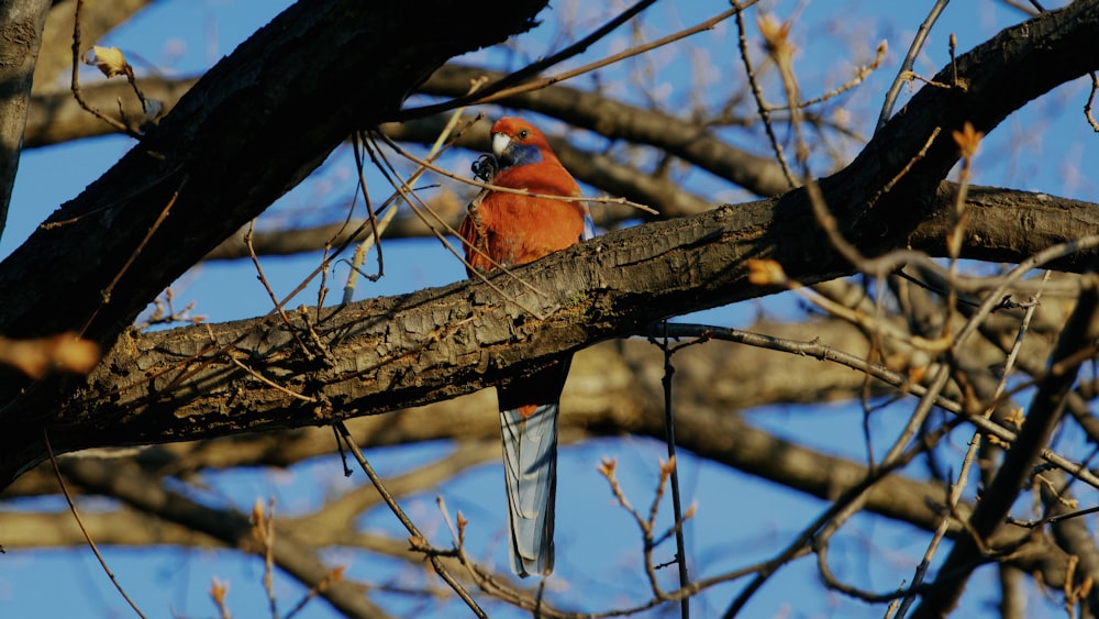 a bird perched on a branch of a tree