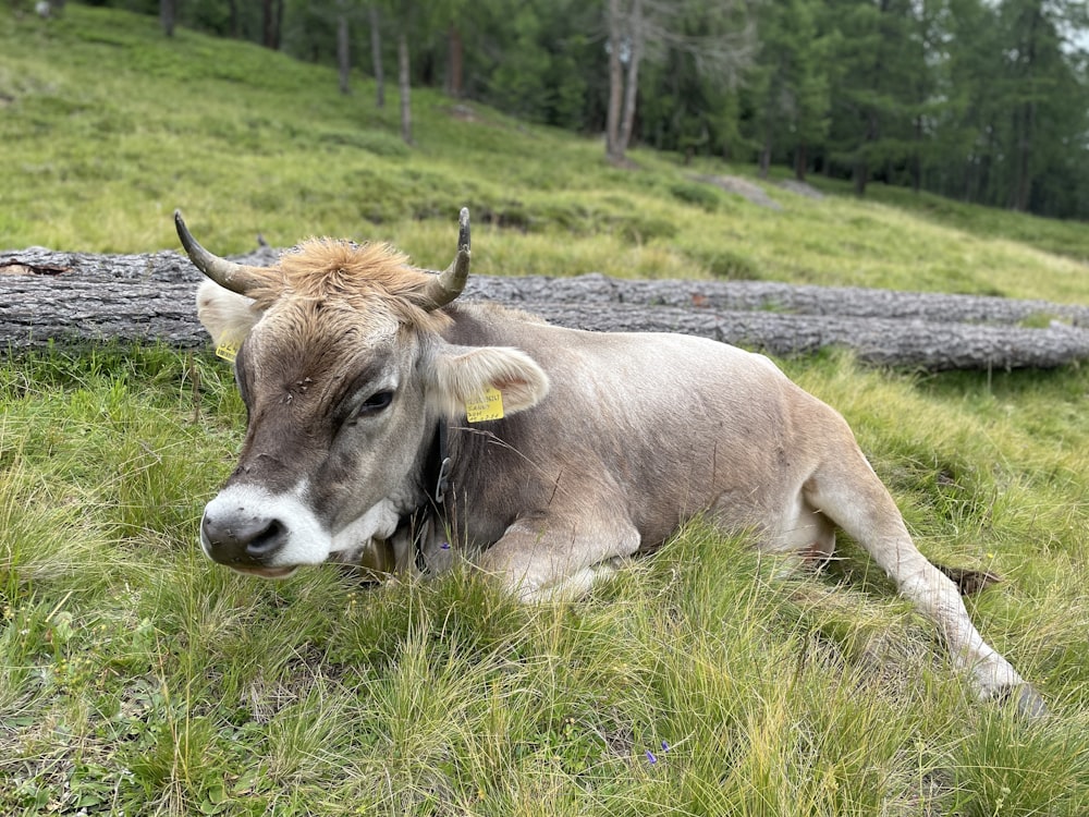 uma vaca deitada em um campo gramado