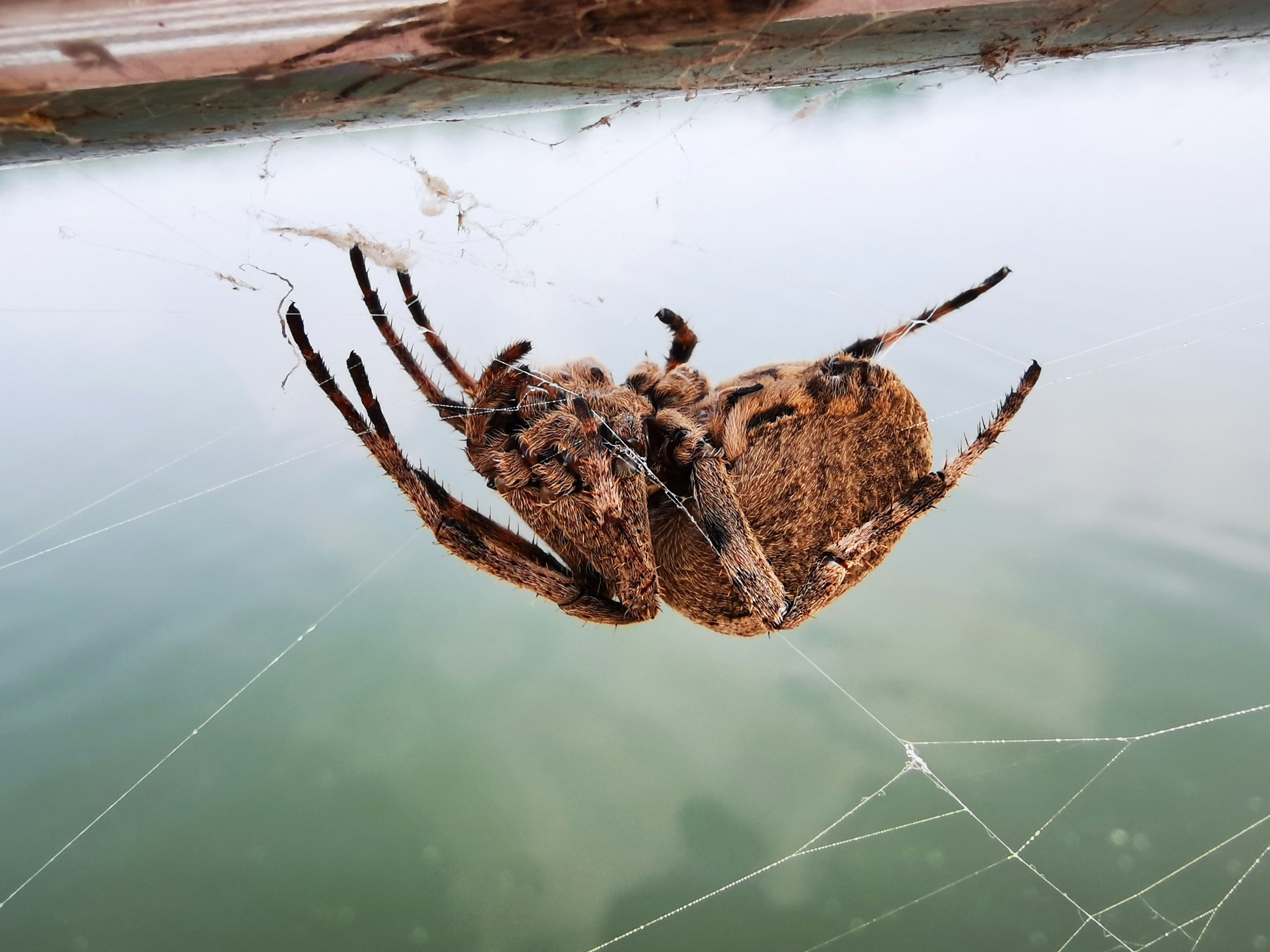 a close up of a spider on a web