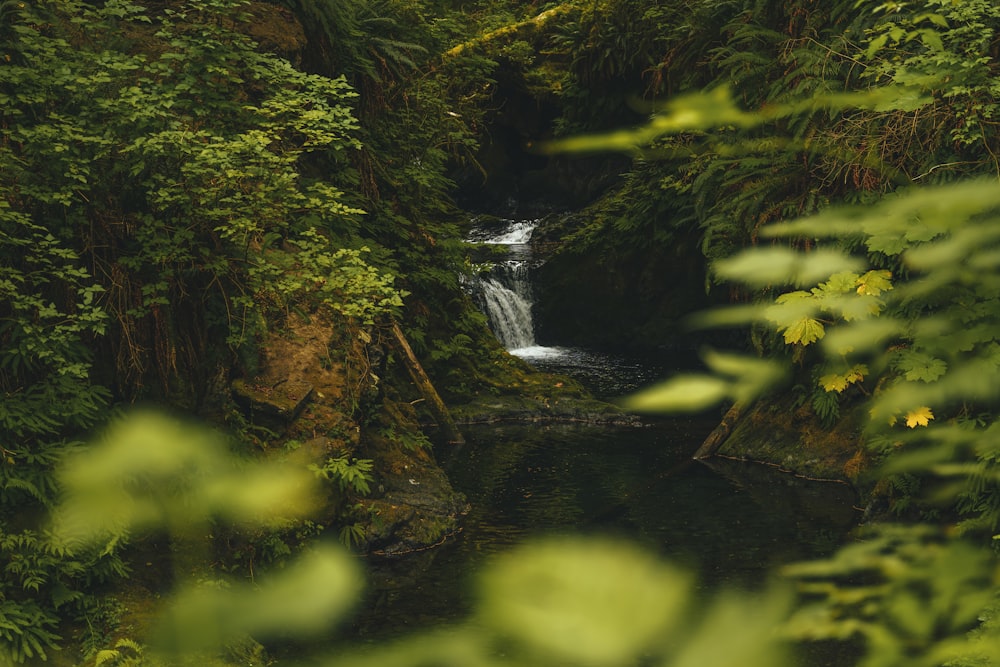 a small waterfall in the middle of a forest