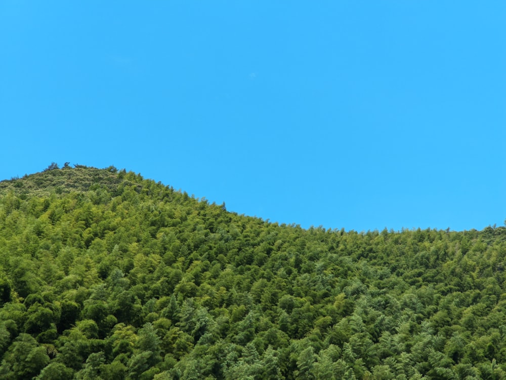 a hill covered in lots of trees under a blue sky