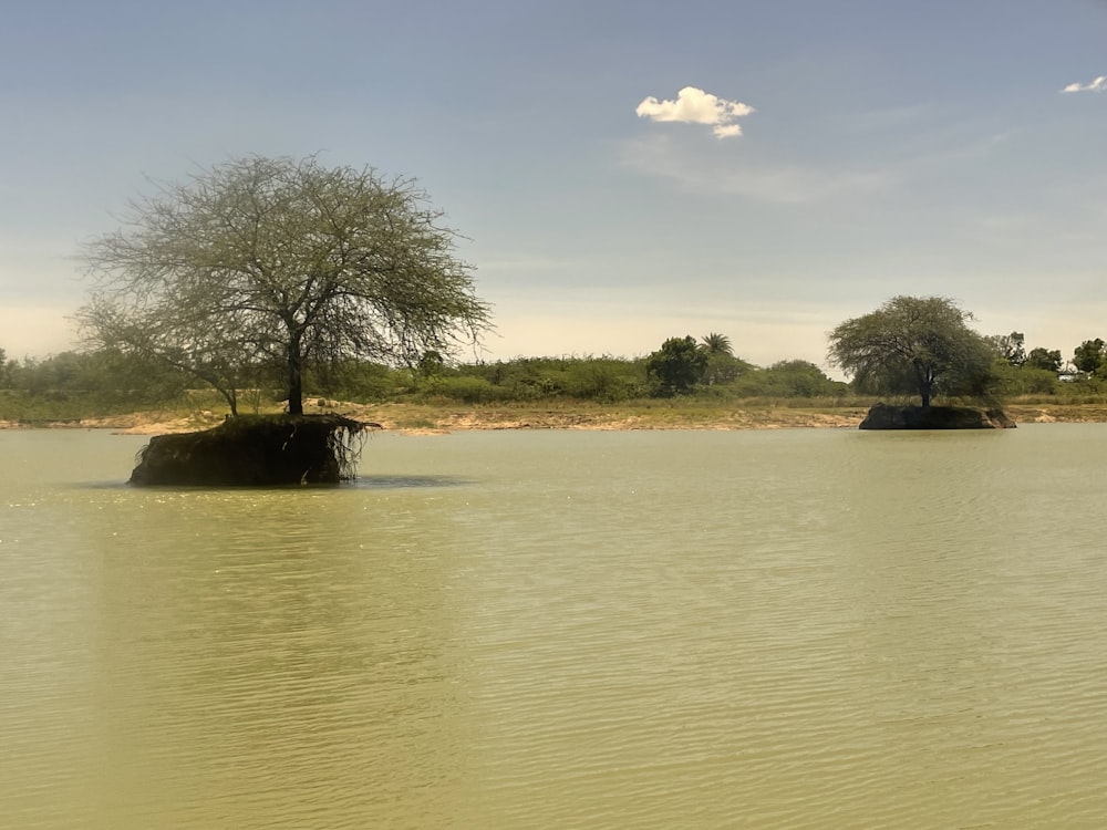 a lone tree sitting in the middle of a lake