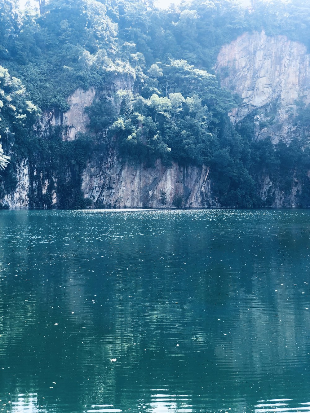 a large body of water surrounded by a forest