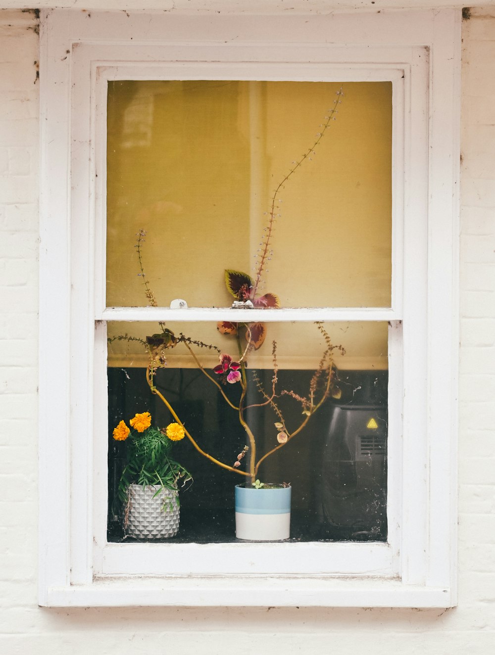 a window with a potted plant in it
