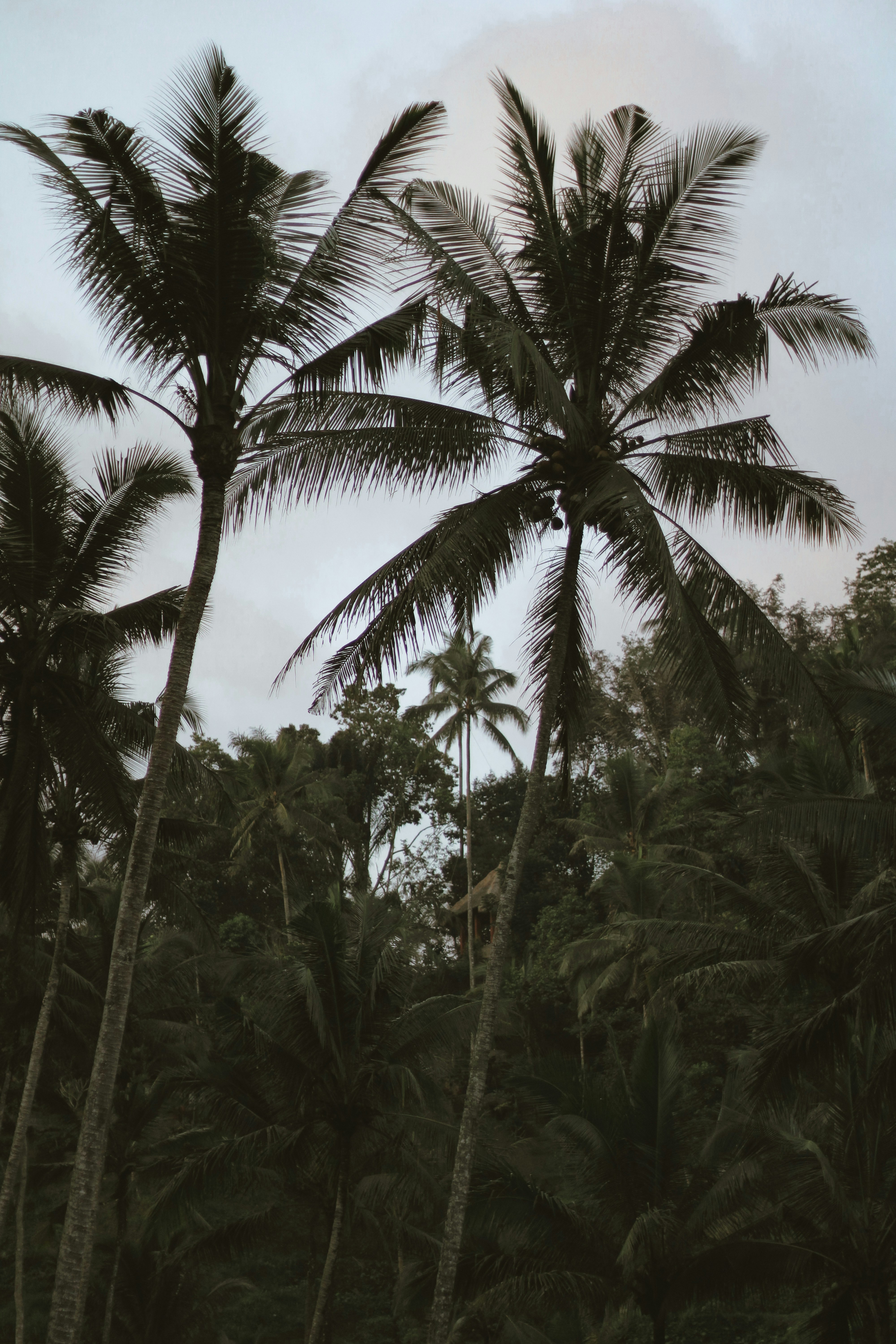 Photo by jorgeromann