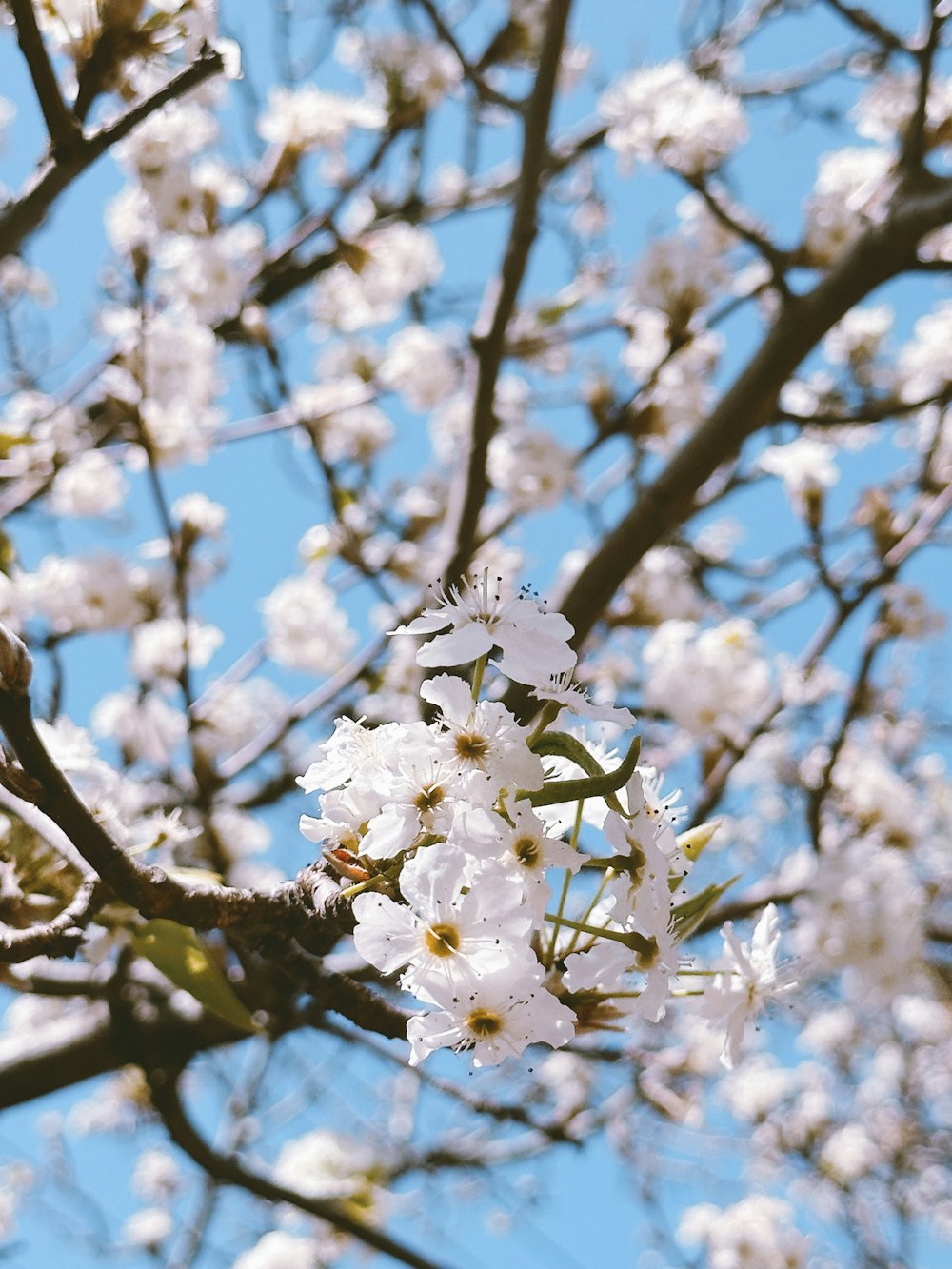 uma árvore com flores brancas e céu azul no fundo
