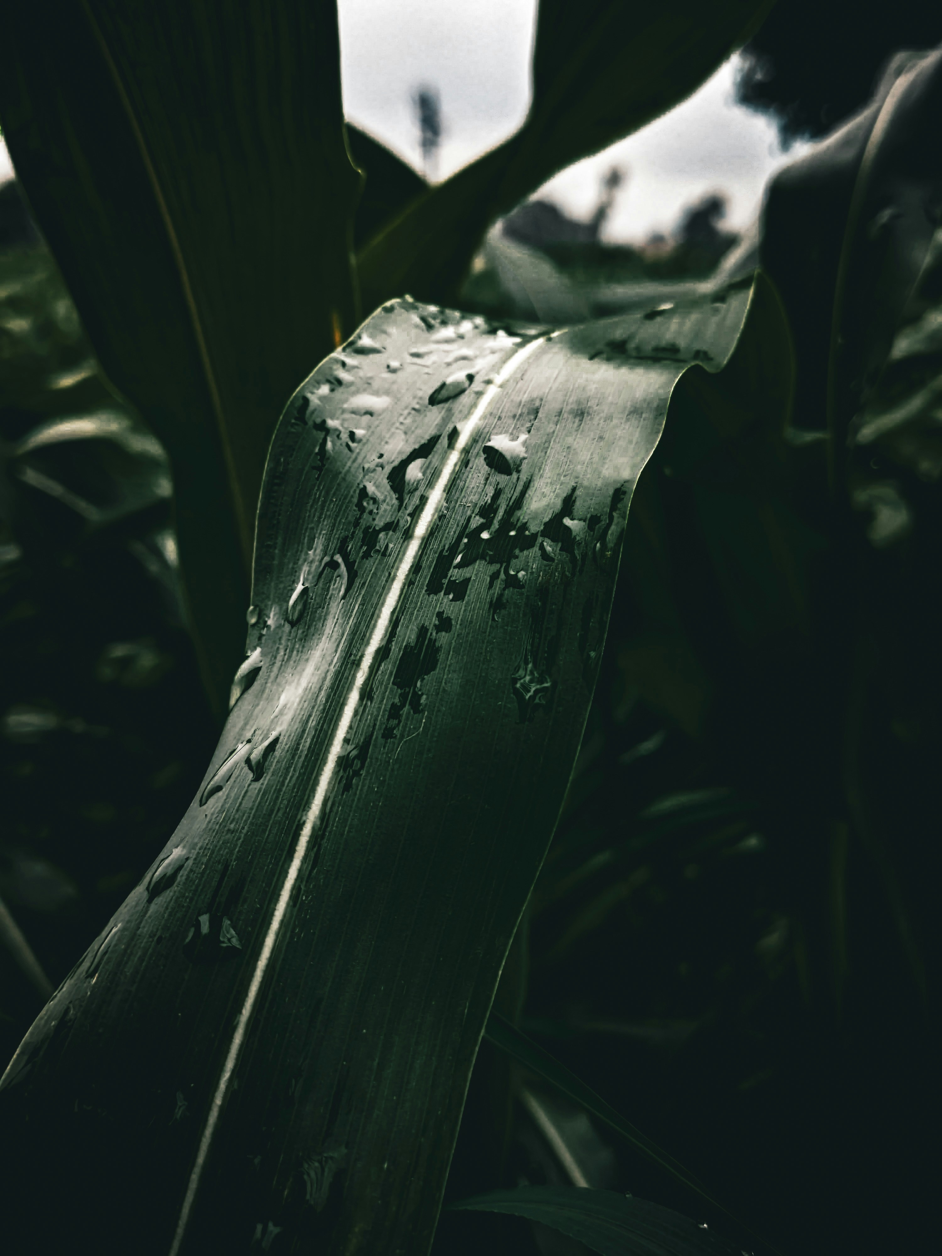 Photo by amanmaurya_117