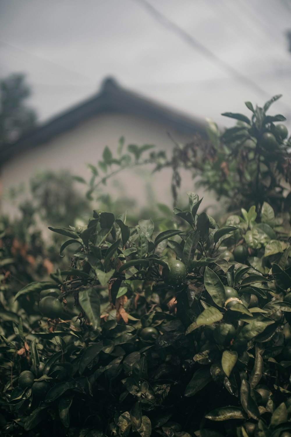 a bush with green leaves in front of a house