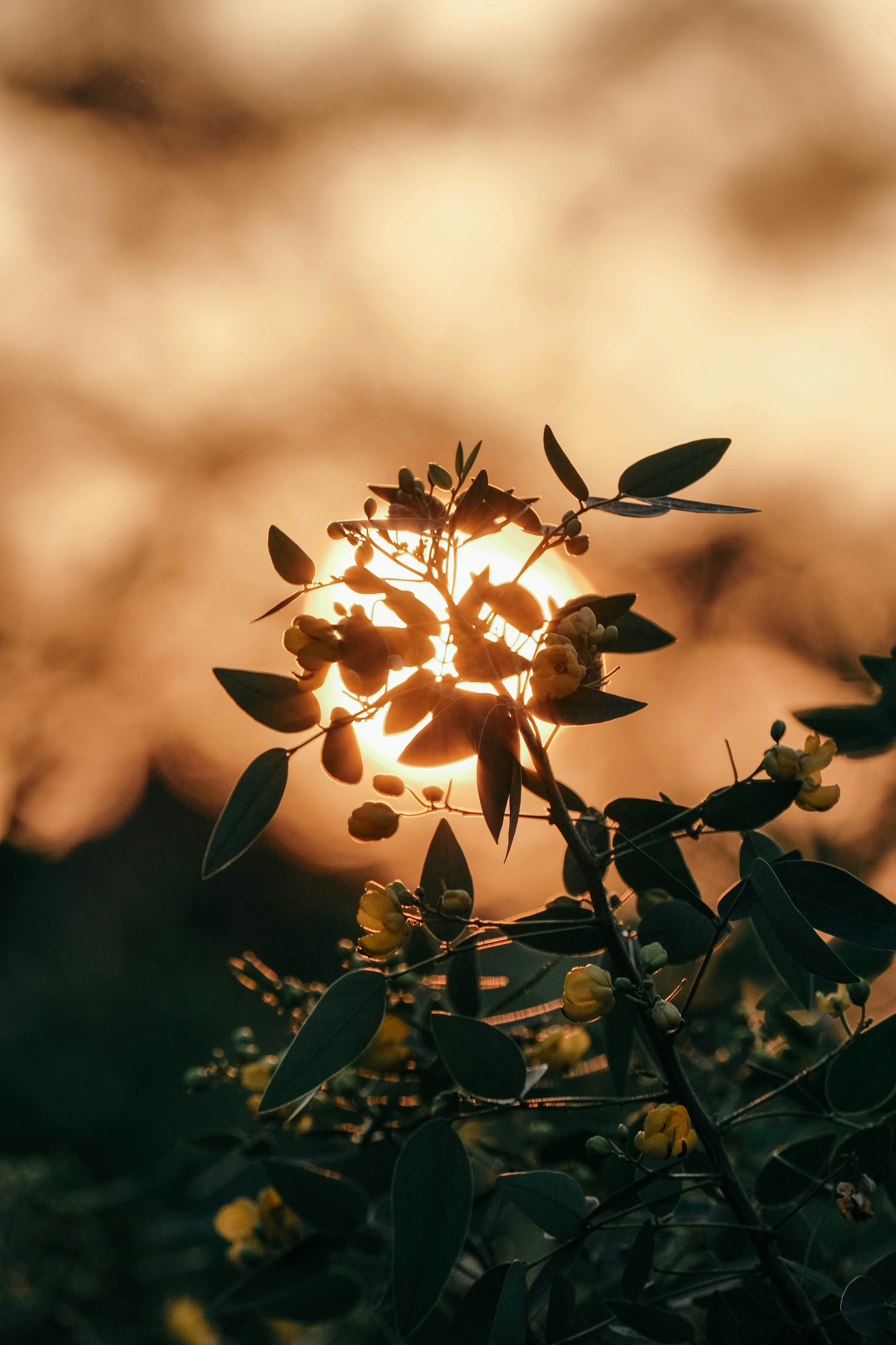 the sun is shining through the leaves of a tree
