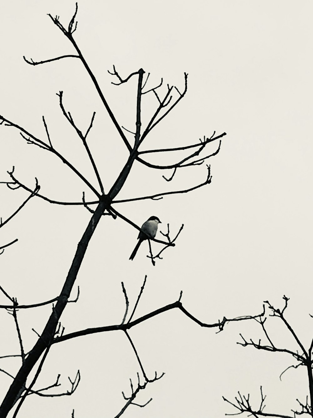 un oiseau est perché sur une branche d’arbre