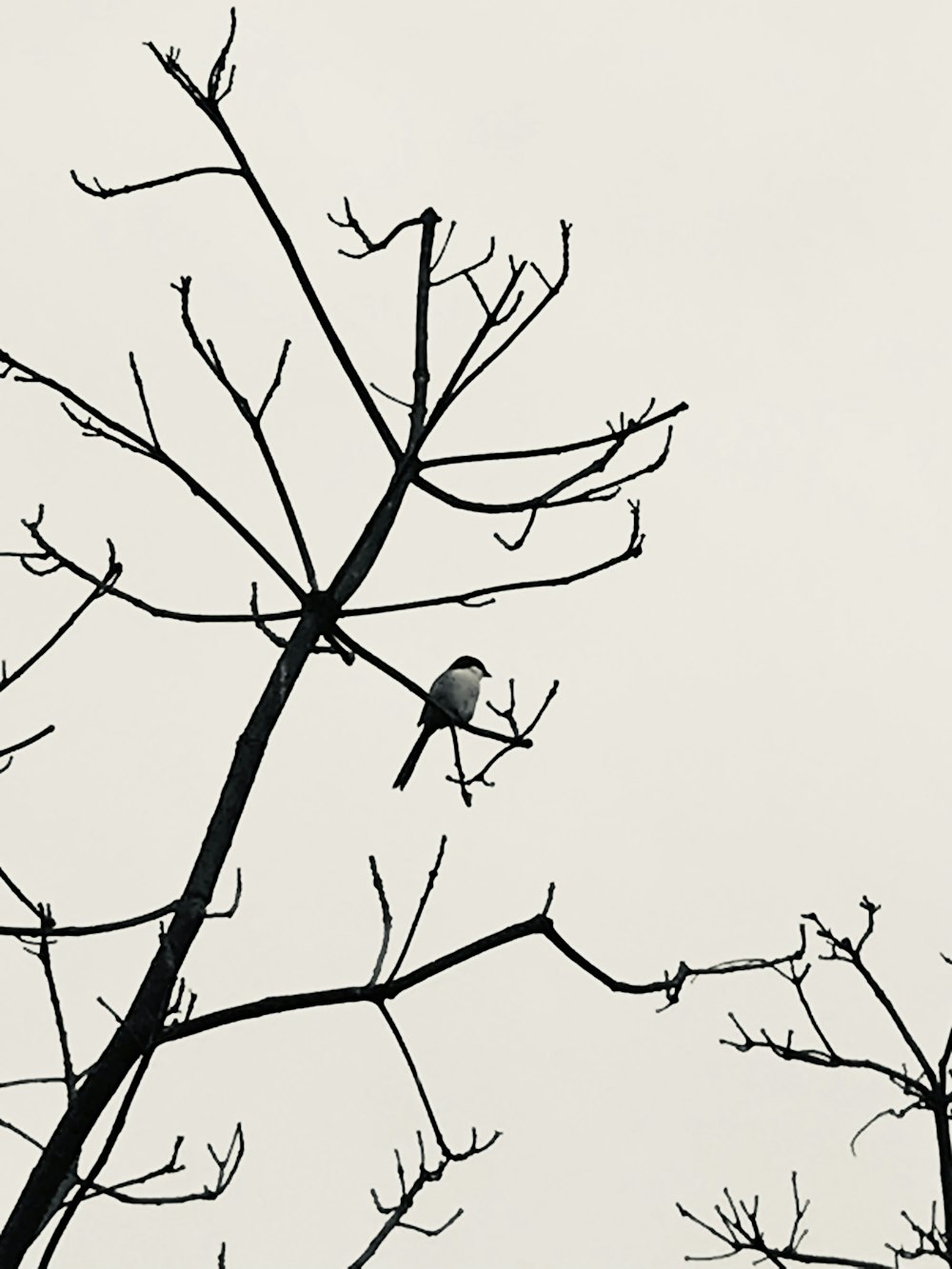 a bird is perched on a tree branch