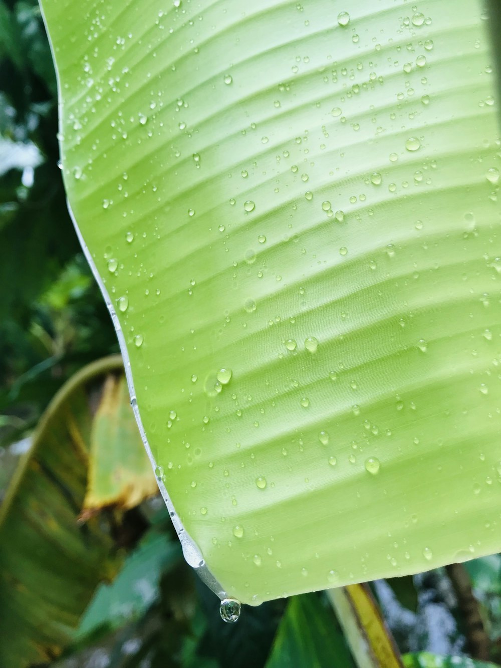 una hoja verde con gotas de agua