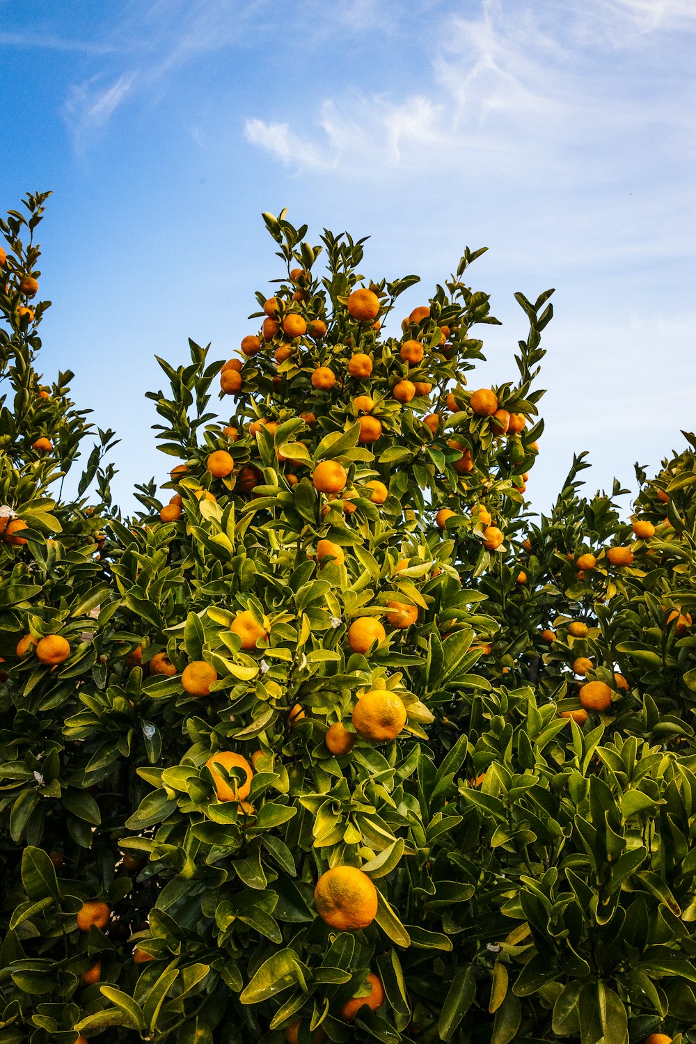 a tree filled with lots of oranges under a blue sky