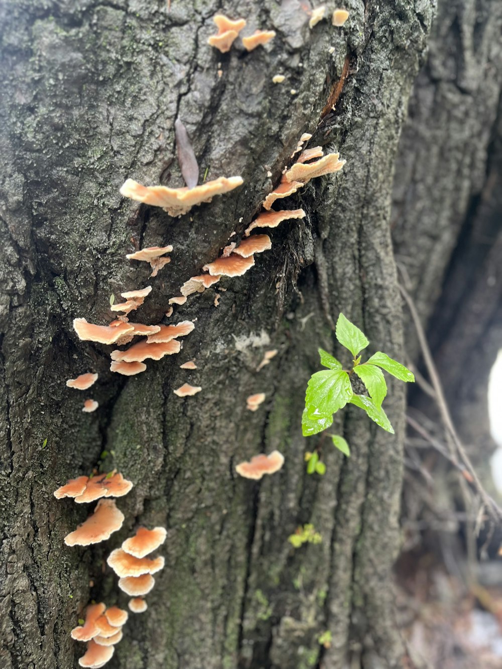 a group of mushrooms growing on the bark of a tree
