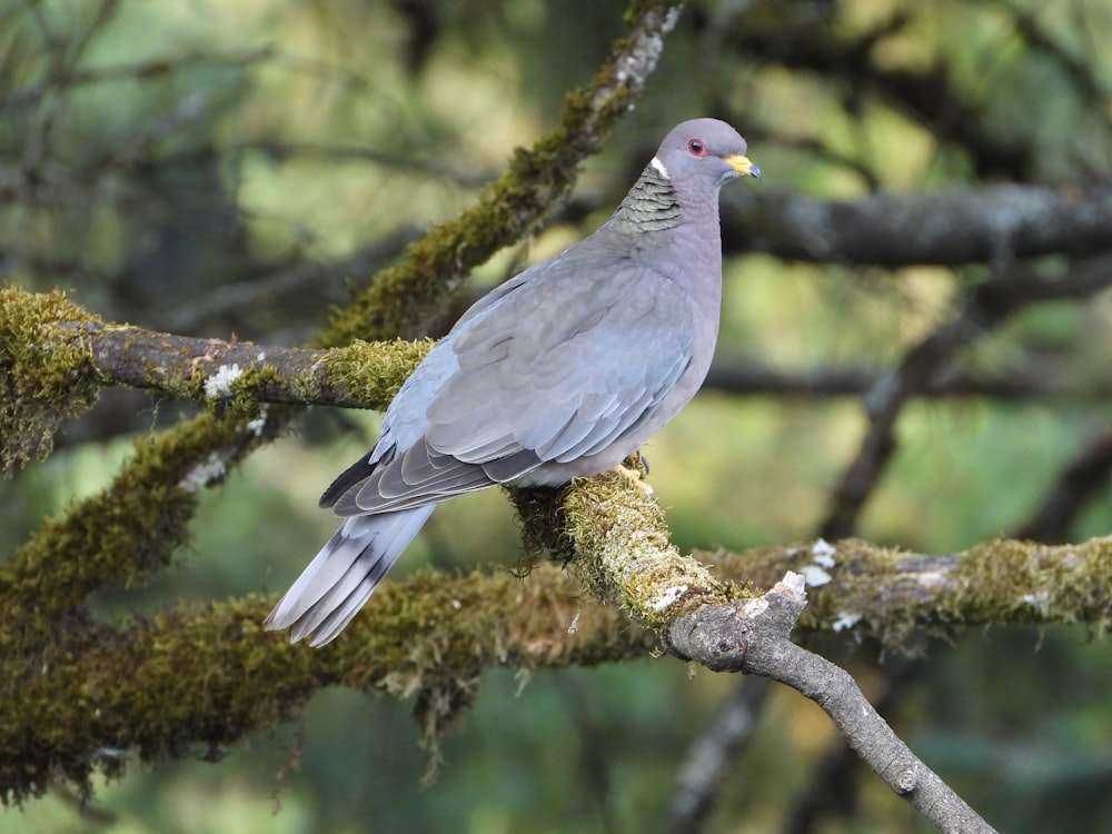 a bird perched on a branch of a tree