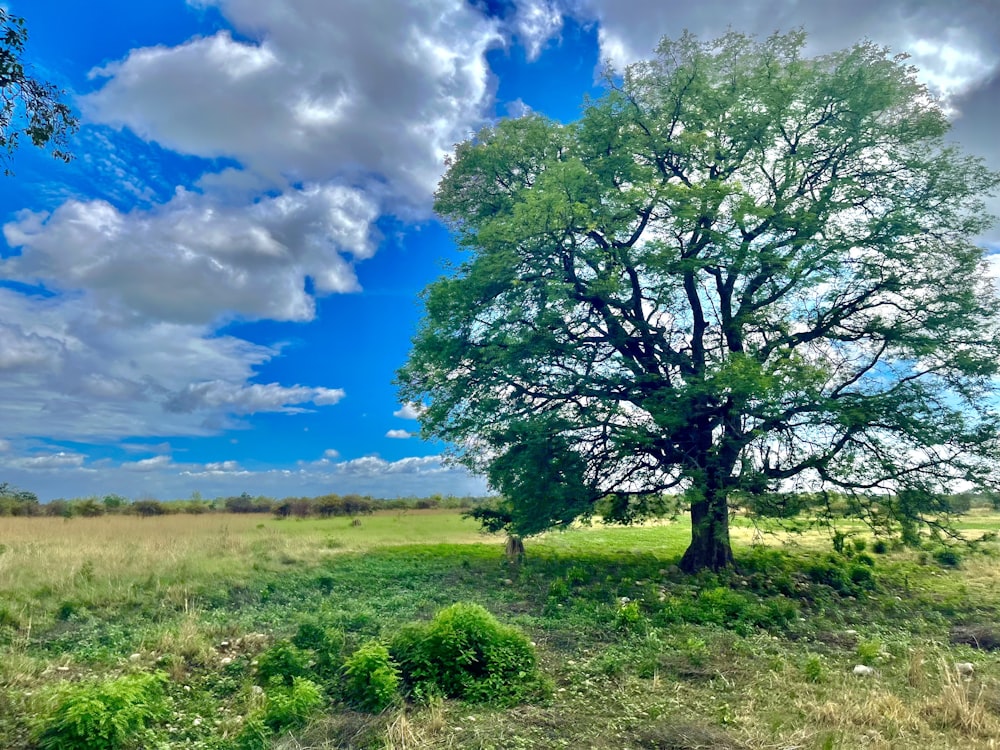 a large tree sitting in the middle of a lush green field