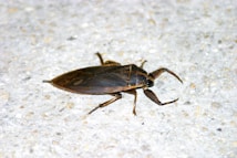 A large, dark-colored insect is positioned on a textured, light-colored surface. Its body is elongated with defined wings, and it has six legs with noticeable pincers.