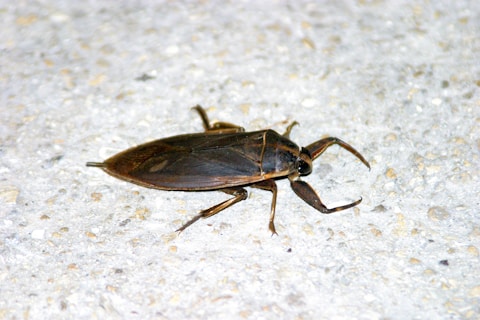 A large, dark-colored insect is positioned on a textured, light-colored surface. Its body is elongated with defined wings, and it has six legs with noticeable pincers.